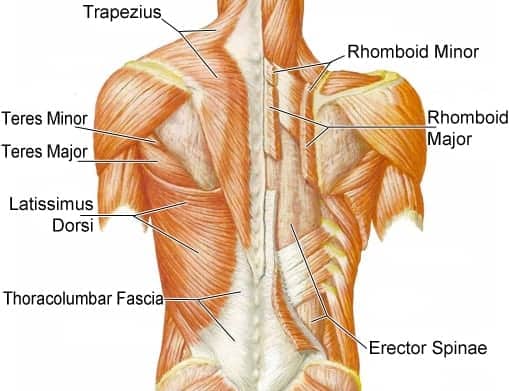 A diagram of the major upper back muscle groups